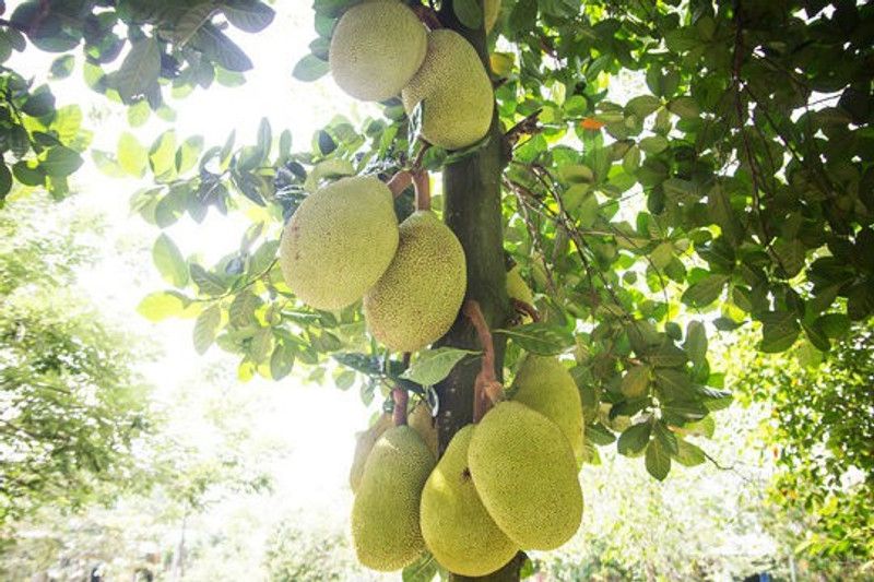 MiracleGarden Jack Fruit Plant  (Hybrid, Pack of 1)