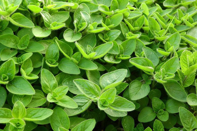 Mozette Marjoram Seed  (17 per packet)