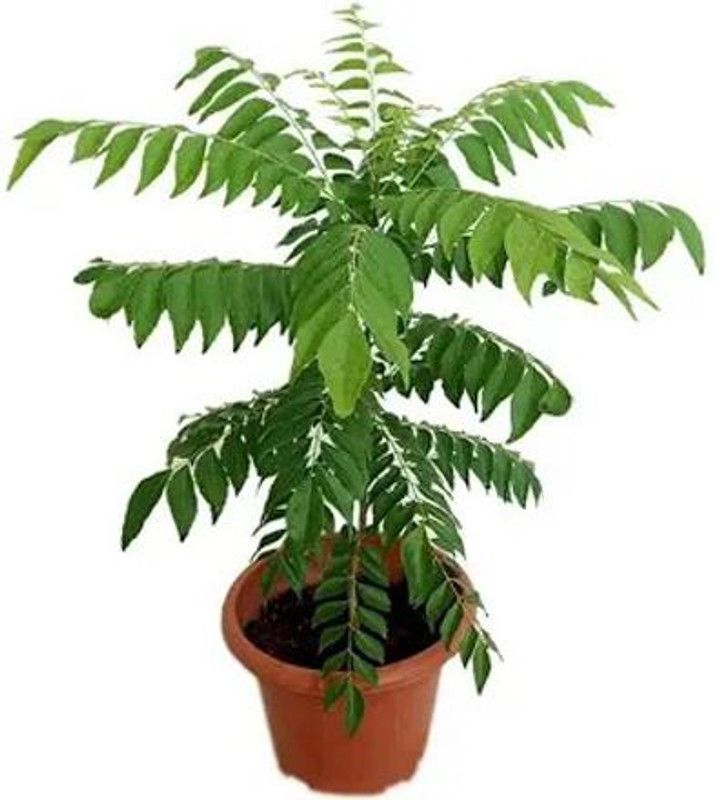 MVKR Curry Leaf Plant  (Hybrid, Pack of 1)