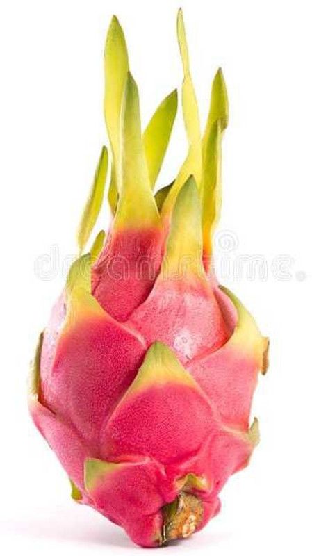 Oliver dragon fruit seeds Seed  (113 per packet)