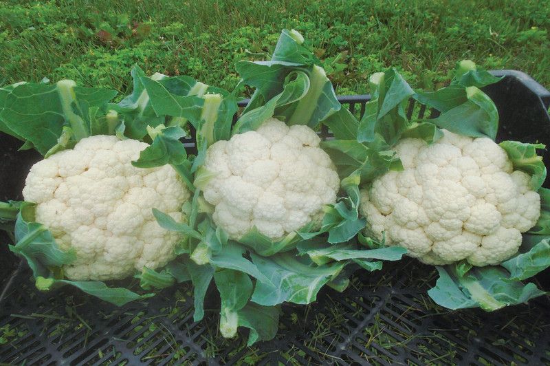 ANDOR Cauliflower vegetable Seed  (200 per packet)