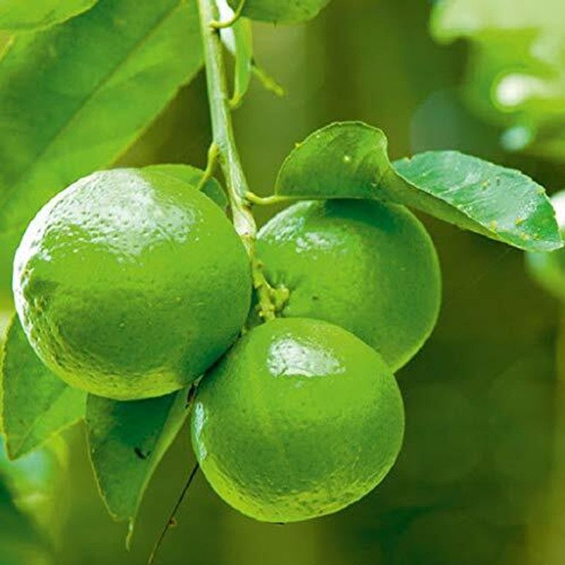 Aywal F1 Hybrid Nimbu (Lemon) Seed  (14 per packet)