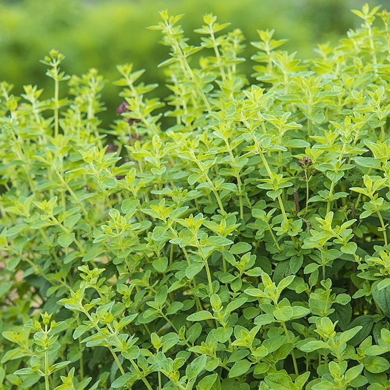 Mozette Oregano Seed  (37 per packet)