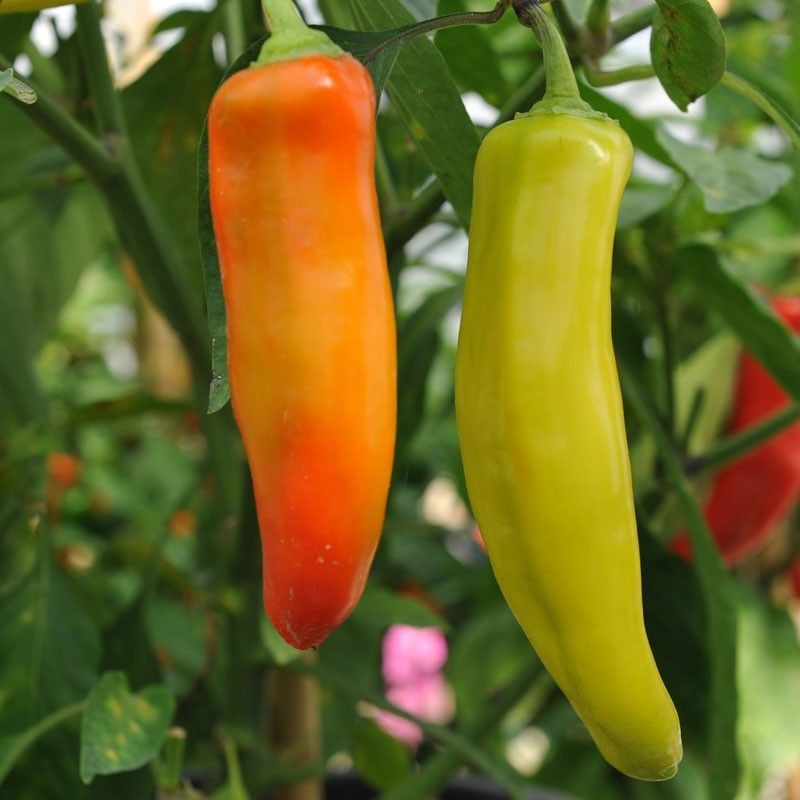 PLANTZON Chilli F1 Vasuda (moti mirch) Seed  (60 per packet)