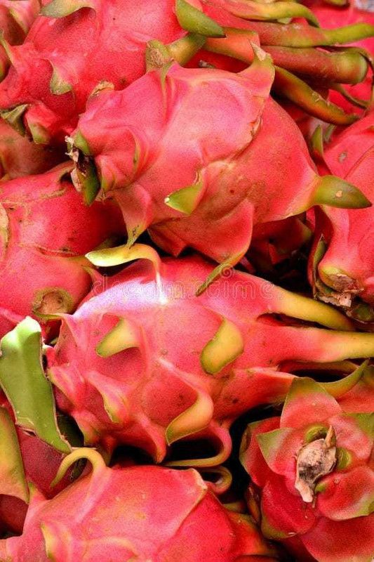 XOLDAA dragon fruit seed Seed  (91 per packet)