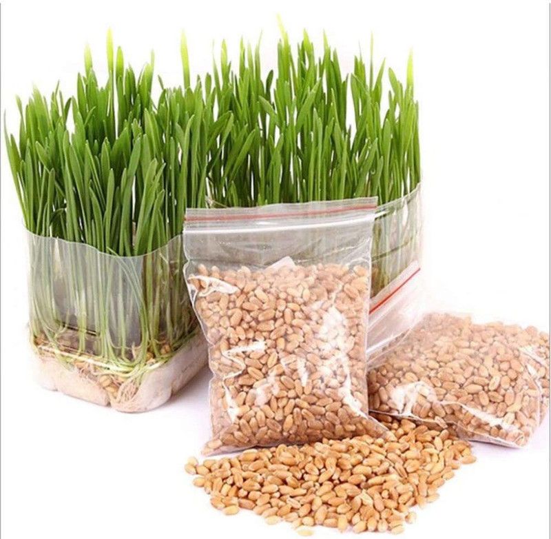 VibeX ® XXX-1256-Sunshine Wheatgrass microgreen Sprouting Seeds Seed  (500 per packet)