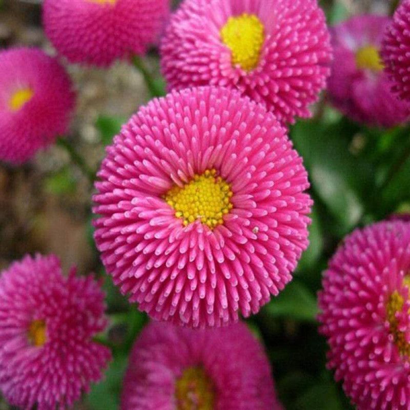 CYBEXIS Exotic Flower Seeds,Aster four seasons Seed  (50 per packet)