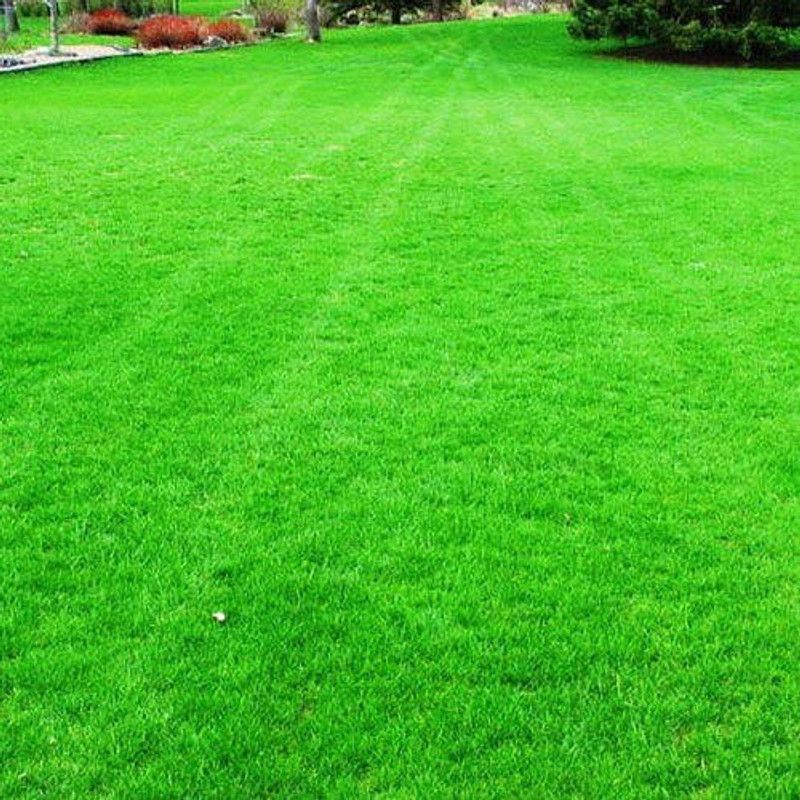 Paudha Graden Lawn Grass Seed  (105 per packet)
