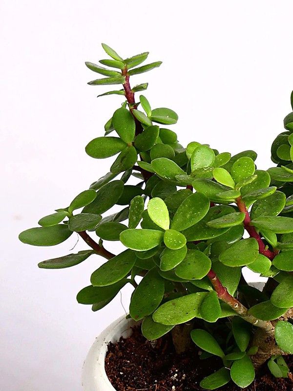 APRIX Bacopa Monnieri  (Hybrid, Pack of 1)