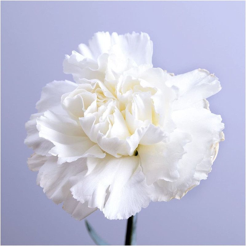 CYBEXIS Grenadin White Carnation Seeds (Dianthus caryophyllus) Seed  (1 g)