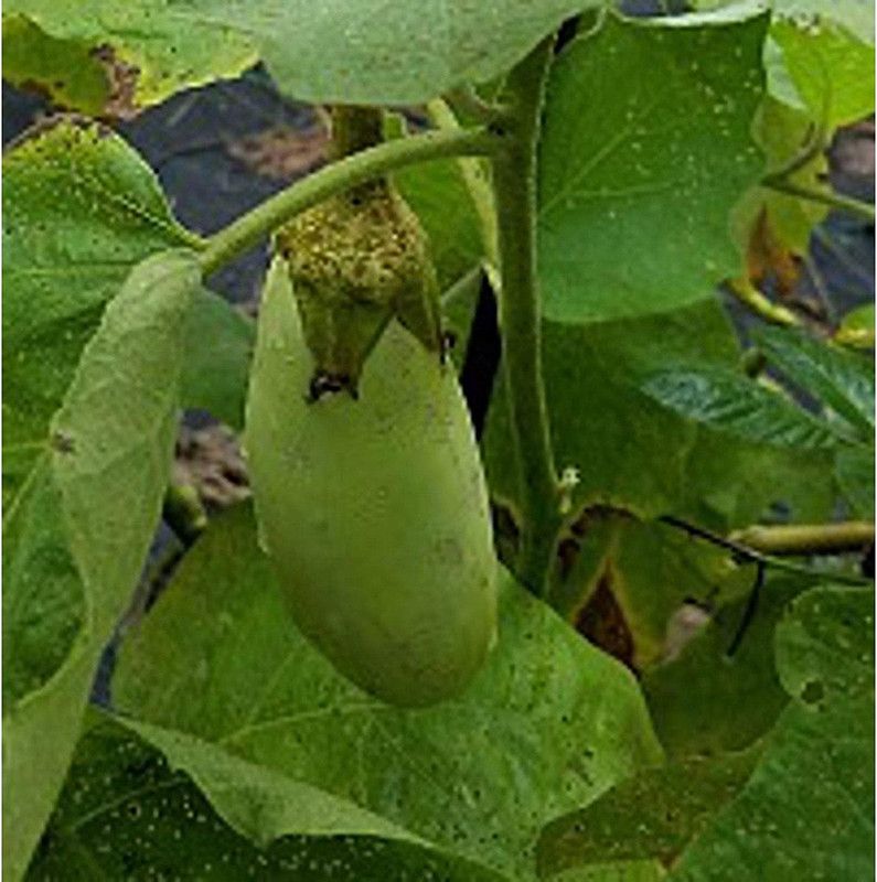 WILLVINE VVI-890 Green Goddess Brinjals Seeds Seed  (200 per packet)