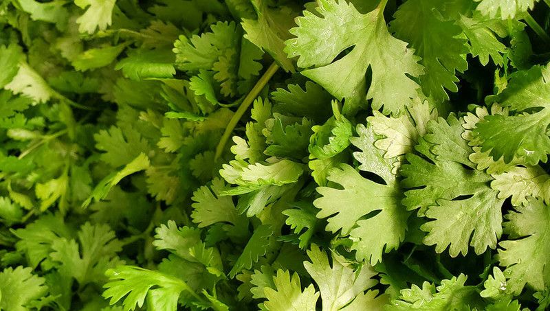 XOLDA Organic Coriander Seed  (21 per packet)