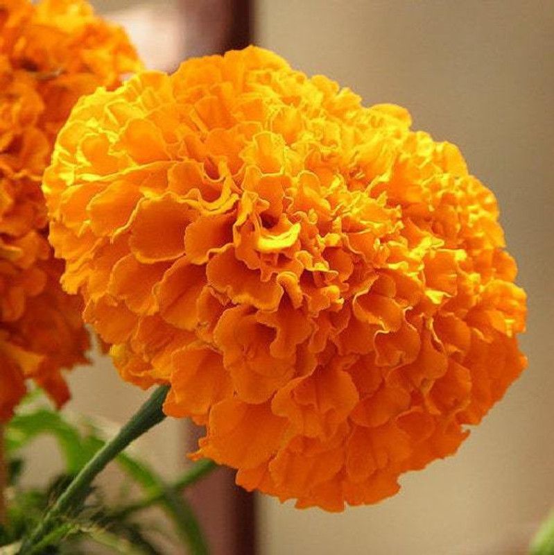 Paudha MariGold Orange Flower Seed  (25 per packet)