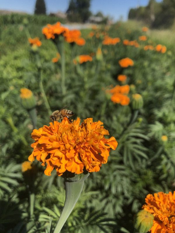 Mozette Exotic marigold orange Seed  (19 per packet)
