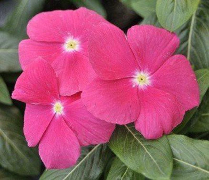 CYBEXIS Vinca Pink Flower Seeds Seed  (1 g)