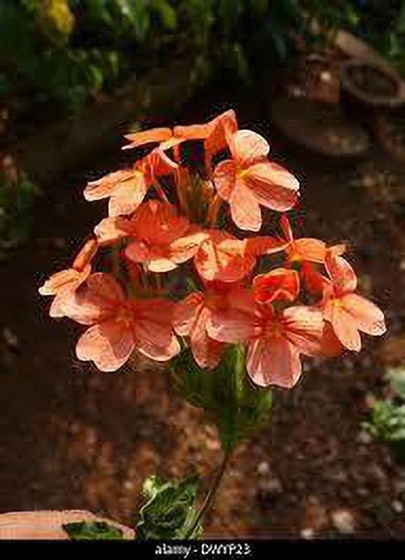 Oliver kanakambaram,firecracker,tropical flame,orange colour flower seed Seed  (50 per packet)