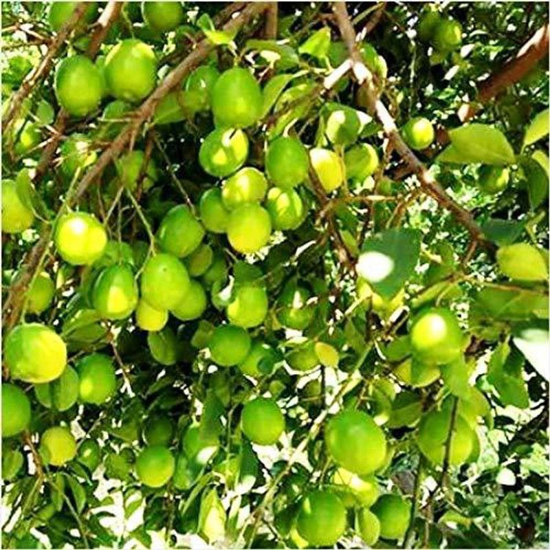 Platone Sweet Lemon Plant  (Hybrid, Pack of 1)