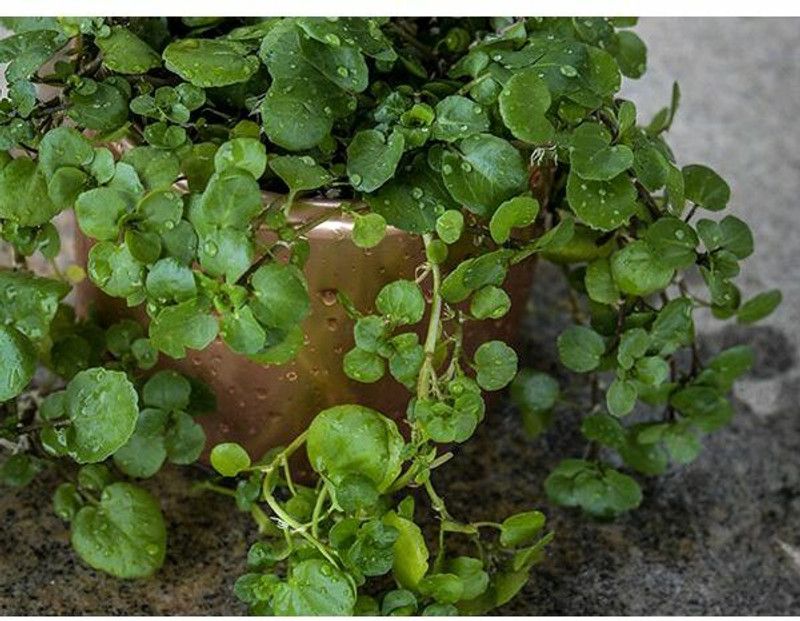 PMB Organic water cress herb Seed  (27 per packet)
