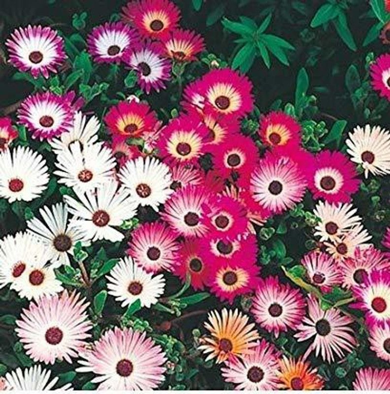 Paudha Mesembryanthemum mix (burf) Seed  (26 per packet)