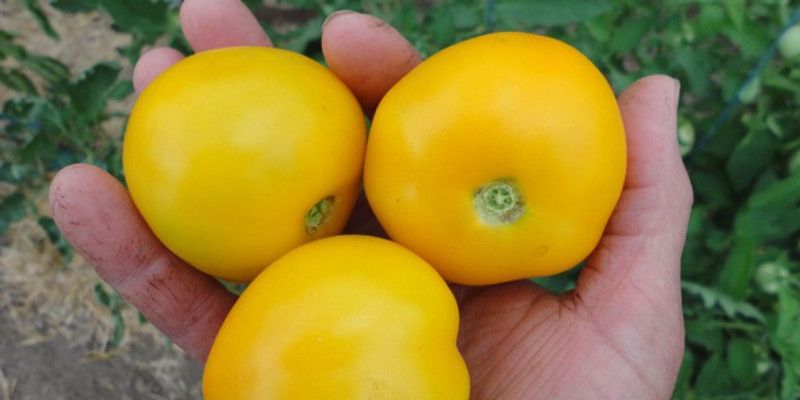 Mozette Tomato yellow Seed  (47 per packet)