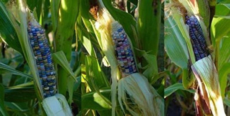 WILLVINE ATS-926 Rainbow Colorful Corn Seeds Seed  (500 per packet)