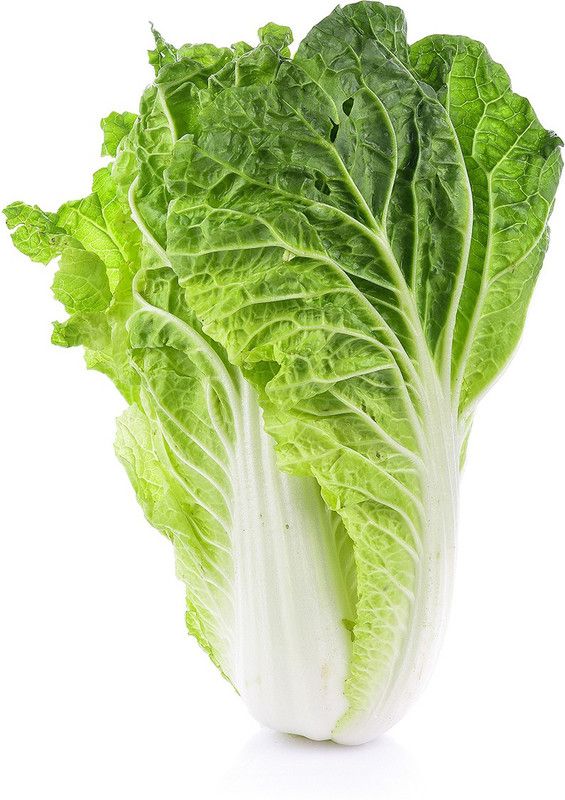Paudha Chinese Cabbage Seed  (32 per packet)