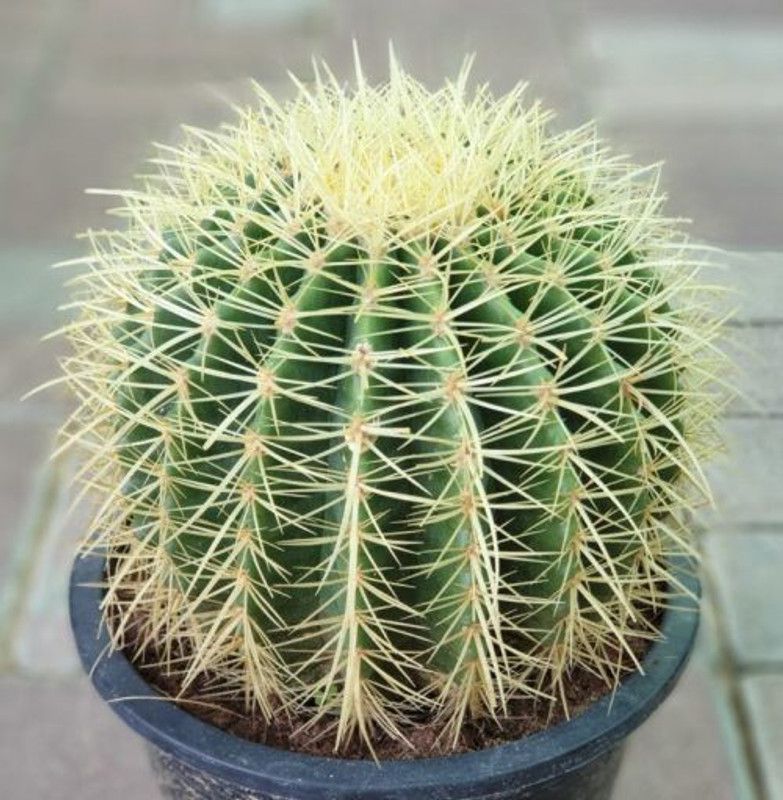 Sumang Green Land Barrel Cactus Plant  (Pack of 1)