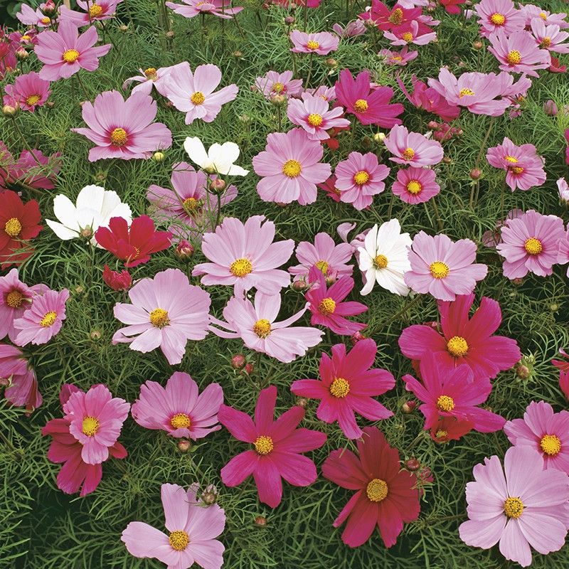 UGRA Cosmos Seed  (115 per packet)