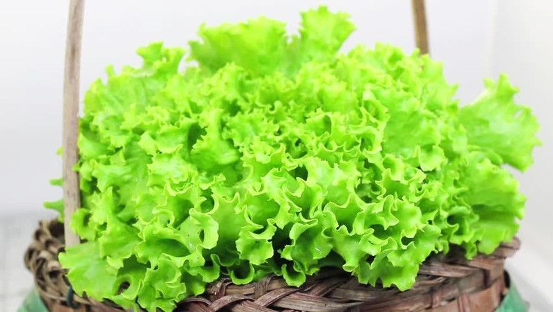 Paudha Lettuce Seed  (35 per packet)
