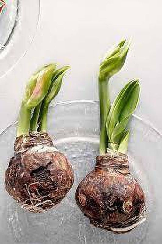 Globalplants AMAIRYLLIS RED DUBBLE Seed  (3 per packet)
