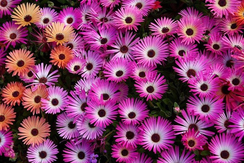 KANAYA Ice Plant Flower Seed  (95 per packet)