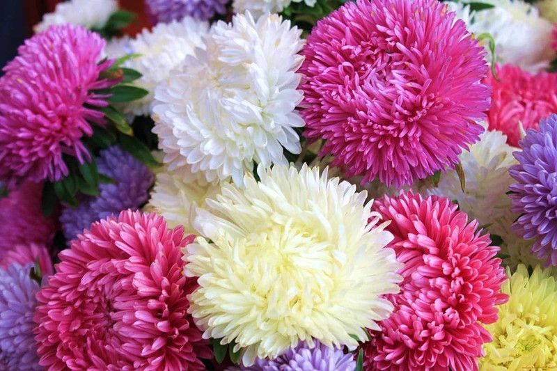 KANAYA Aster Flower Seed  (105 per packet)