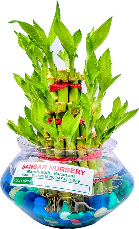 VamiJen Three Layer Bamboo Plant  (Hybrid, Pack of 1)
