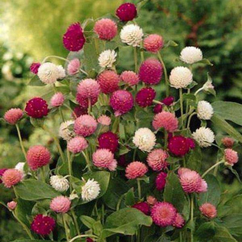 Audbhidhi Gompharena Mixed Color Hybrid Flower Seeds Seed  (50 per packet)