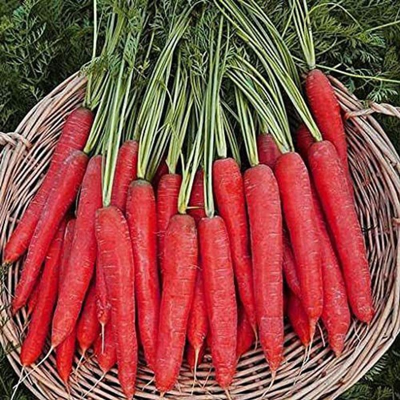 KANAYA Carrot Seed  (900 per packet)