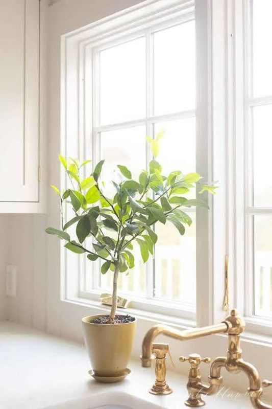 Rainbow Garden Lemon Plant  (Hybrid, Pack of 1)