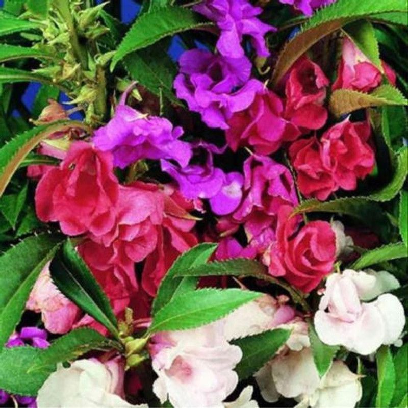 XOVO Exotic Balsam Mix Flower Seed  (60 per packet)