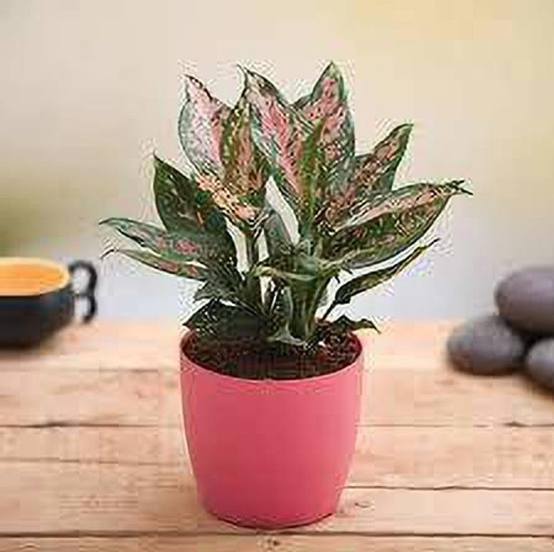ENRICH PLANTS Aglaonema Plant  (Pack of 1)