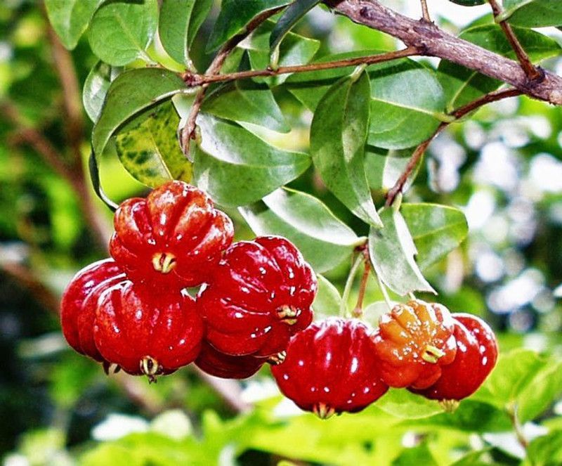 SAVE GREEN Cherry Fruit Plant  (Hybrid, Pack of 1)