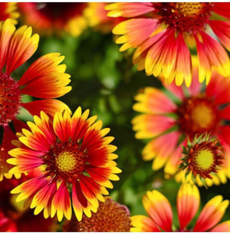 Paudha Gallardia Flower Seed  (10 per packet)