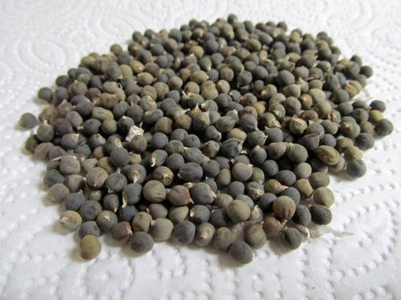 Plantzoin Lady Finger, Bhindi, Dhenras, Bendekayi, Abelmoschus Esculentus Seed  (100 per packet)