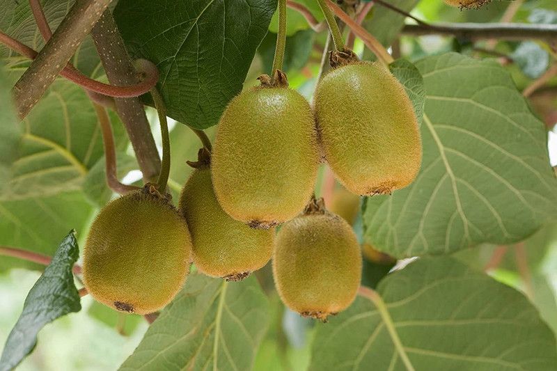 JRYU Kiwi Seed  (50 per packet)