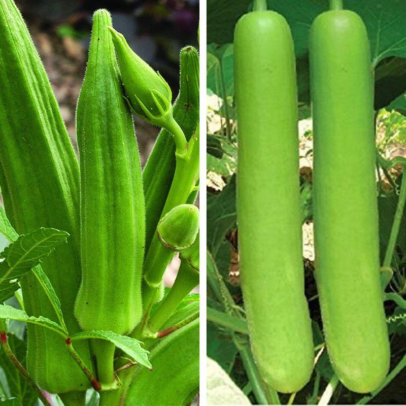 Srida Lauki Bottle Gourd & Turai Sponge Gourd Seed  (20 per packet)