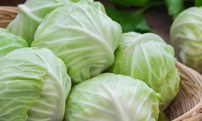 XOLDA Cabbage Seed  (25 per packet)