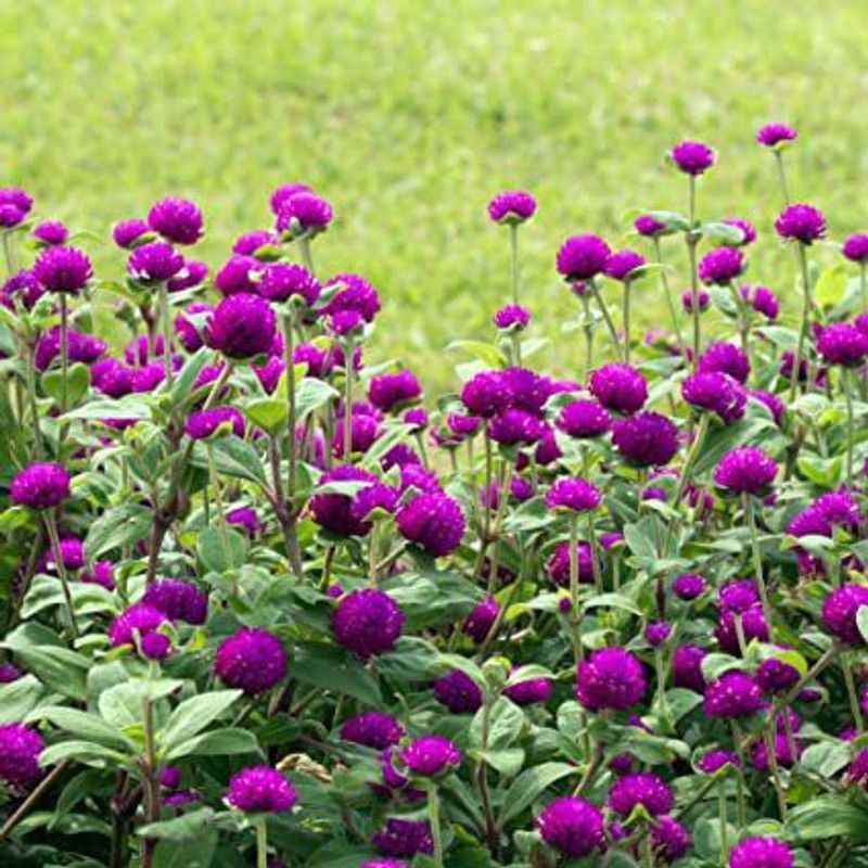 XOLDA Gomphrena Flower Seed  (21 per packet)