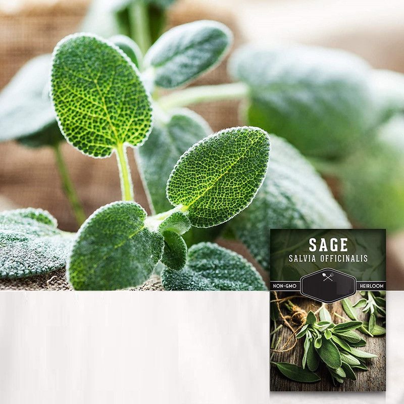 CYBEXIS PUAS-60 - Culinary Sage - (1350 Seeds) Seed  (1350 per packet)