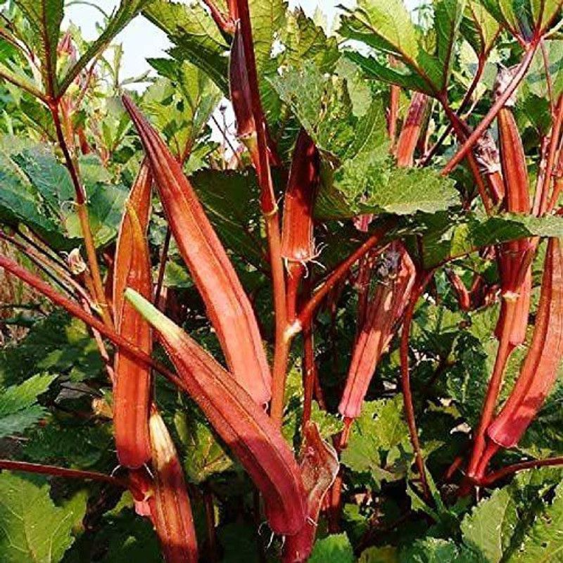 VibeX ® XXL-599 Okra Seeds - Jing Orange Seed  (100 per packet)