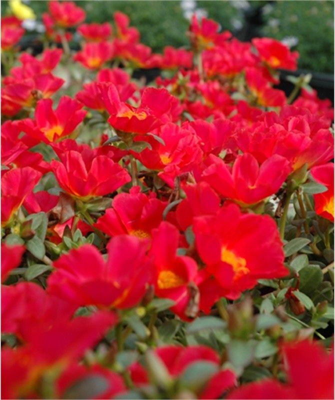 Paudha Portuluca Mixed / Rose Seed  (33 per packet)