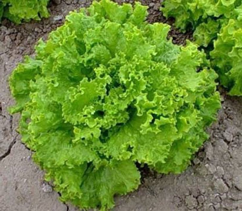 JRYU Lettuce (Hybrid) Vegetasble Seed  (40 per packet)