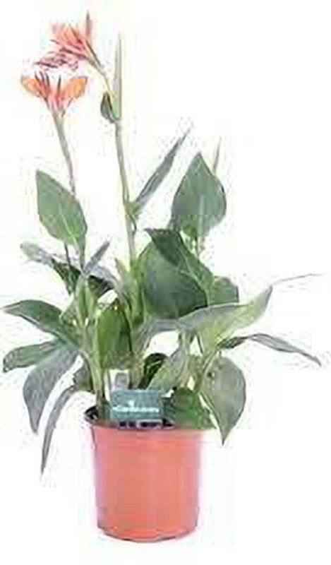 YADRA Canna Lily Plant  (Hybrid, Pack of 1)